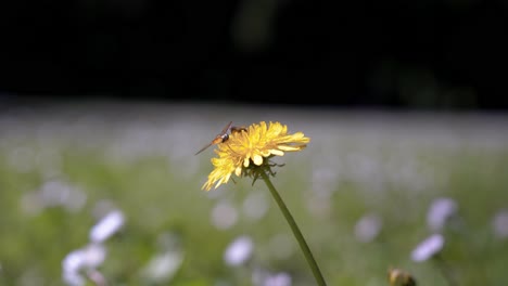 a bee collects nectar from a yellow daisy in a flower field