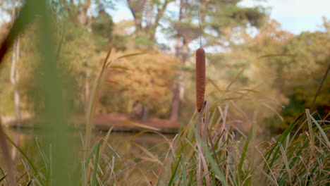 Bull-Reed-And-Rushed-By-Lake-Swaying-In-The-Wind-With-Autumn-Trees-Behind,-In-Slow-Motion