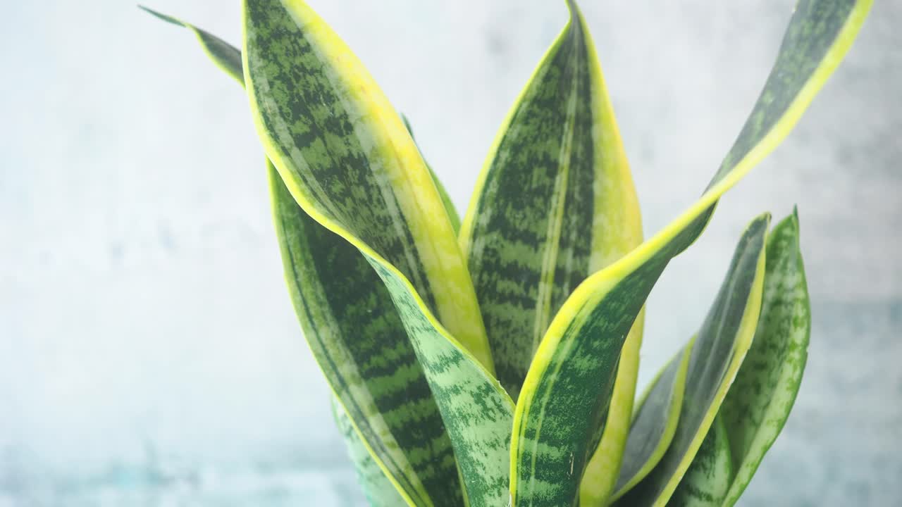 Close-up of a Snake Plant