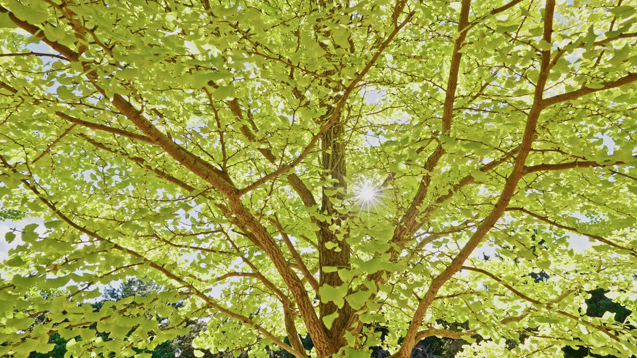 Low-angle shot looking up a tree trunk as brilliant sunlight bursts through the dense, bright green leaves of the canopy