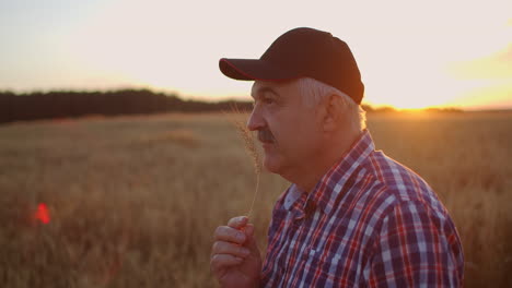 an elderly farmer man in a shirt and baseball cap stands in a field of cereal crops at sunset and looks at the spikes of wheat rejoicing and smiling at the good harvest. happy elderly farmer at sunset