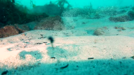 a discarded drink can being picked up from the bottom of the ocean