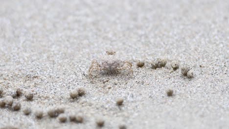 a ghost crab moves across sandy beach