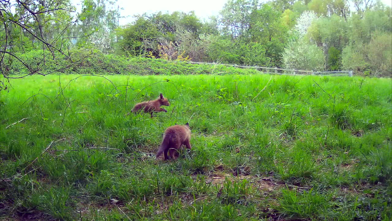 cachorros de zorro rojo en un campo en inglaterra, olfateando, corriendo y saltando