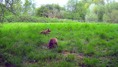 Rotfuchsjunge-Auf-Einem-Feld-In-England,-Schnüffeln,-Laufen-Und-Springen