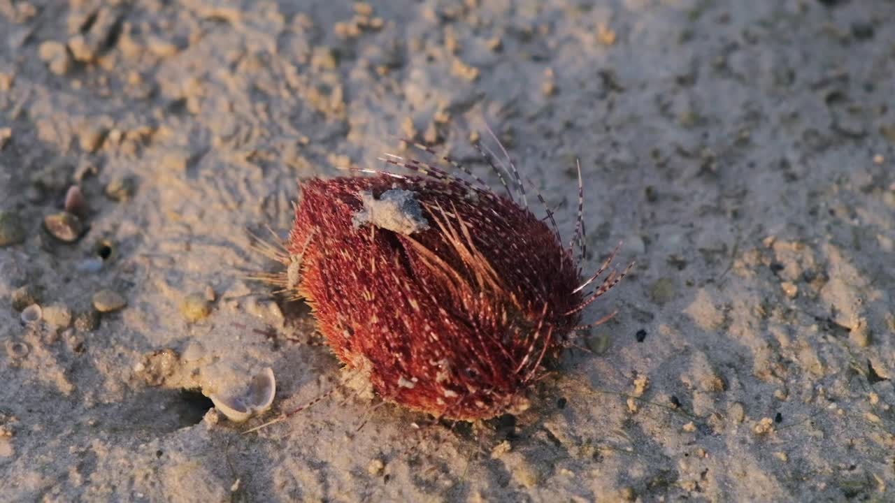 pequeña criatura marina de concha puntiaguda roja no identificada arrastrándose en la playa - hd 25fps