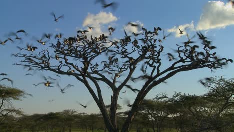los pájaros brotan de un árbol y vuelan en todas direcciones en la llanura africana 1