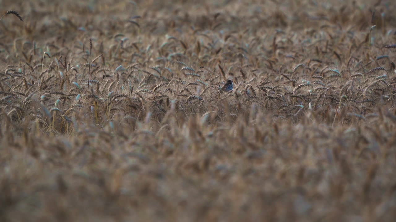 Indigo Bunting Bird On Golden Wheat Field. wide shot