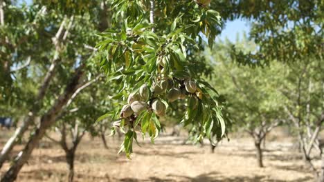 ramas de almendras de callejón largo