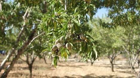 long alley almond branches