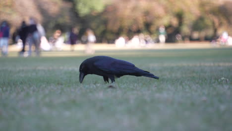 Eine-Hungrige-Japanische-Dschungelkrähe,-Die-Auf-Einer-Graswiese-Im-Park-Nach-Nahrung-Sucht---Regalfokus