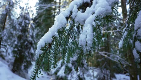 Snow-covered-alpine-branch-in-winter-forest-landscape-during-golden-hour