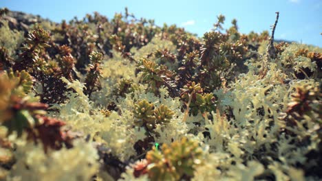 Flechtenmoos-Der-Arktischen-Tundra-Aus-Nächster-Nähe.-Es-Kommt-Hauptsächlich-In-Gebieten-Der-Arktischen-Tundra-Und-Der-Alpentundra-Vor-Und-Ist-äußerst-Kälteresistent.-Cladonia-Rangiferina,-Auch-Als-Rentierbecherflechte-Bekannt.