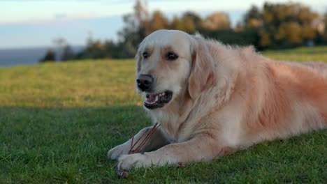 Close-up-of-golden-retriever-dog-chewing-on-stick-in-the-grass-at-sunset