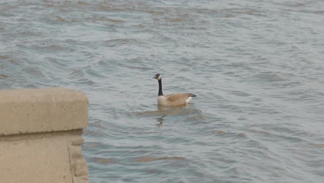 Beautiful-Canadian-good-swimming-on-the-rivers-edge-of-the-Ottawa-River-near-a-concrete-retaining-wall-on-Chaudière-Island