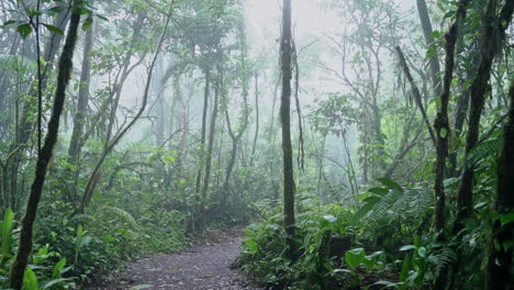 omhoog pannen van het pad op de bodem van de tropische jungle naar het bladerdak van het mistige nevelwoud