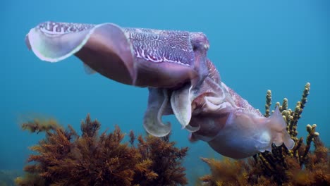 Riesige-Australische-Tintenfische-Sepia-Apama-Migration-Whyalla-Südaustralien-4k-Zeitlupe,-Paarung,-Eier-Legen,-Kämpfen,-Aggregation,-Unter-Wasser