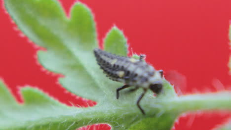 Two-spot-ladybird-larva-closeup-macro-in-studio-resting-and-crawling-on-a-green-leaf-09