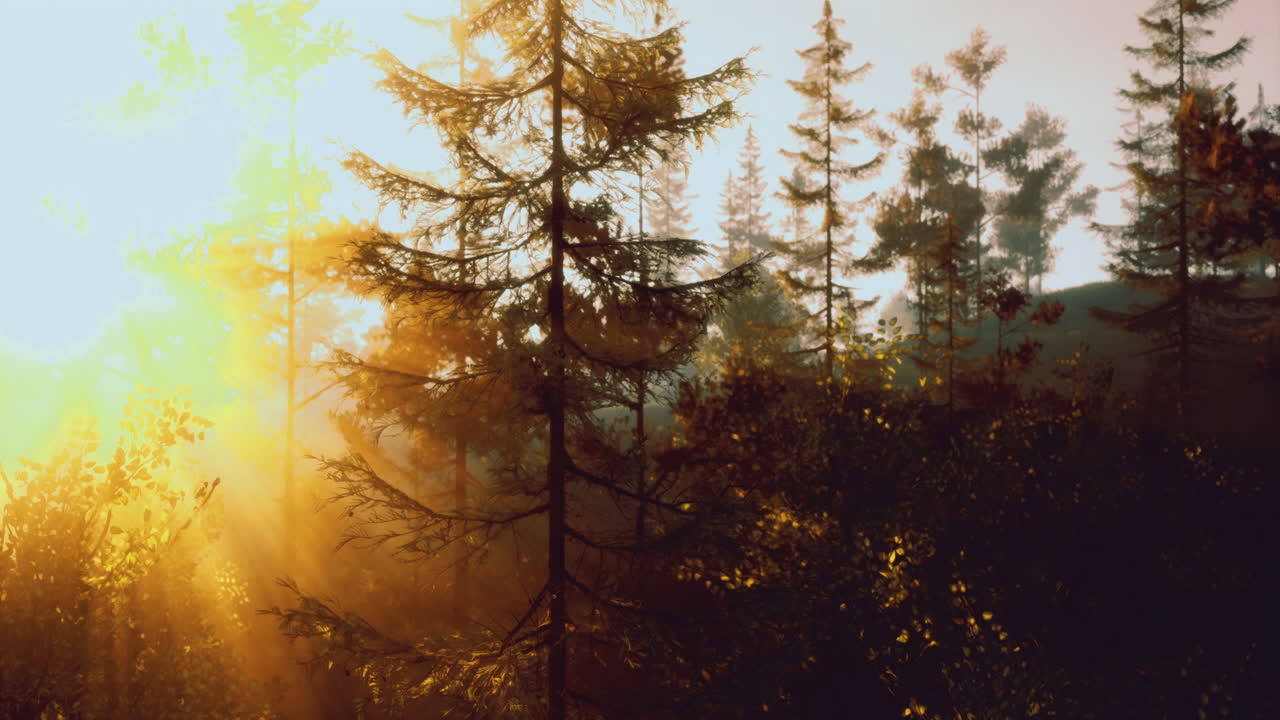Golden sunlight filters through a forest of tall evergreen trees at dusk