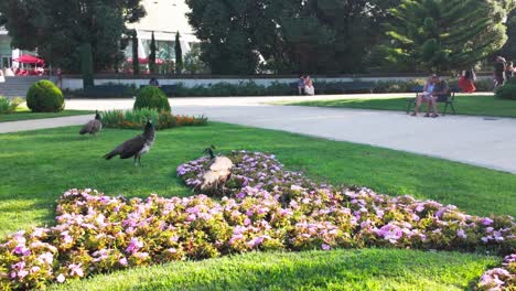 peacocks roam a flower garden at jardins do palácio de cristal in porto on a sunny day