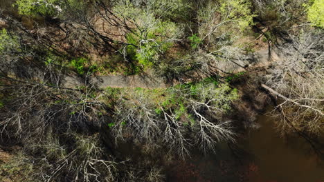 área de gestión de la vida silvestre de bell slough con un estrecho arroyo de agua, árboles secos y arbustos verdes, vista aérea
