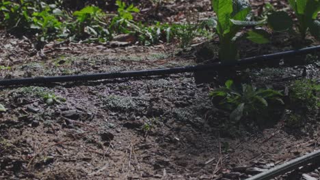 Drip-hose-watering-a-raised-bed-in-a-garden-with-plants