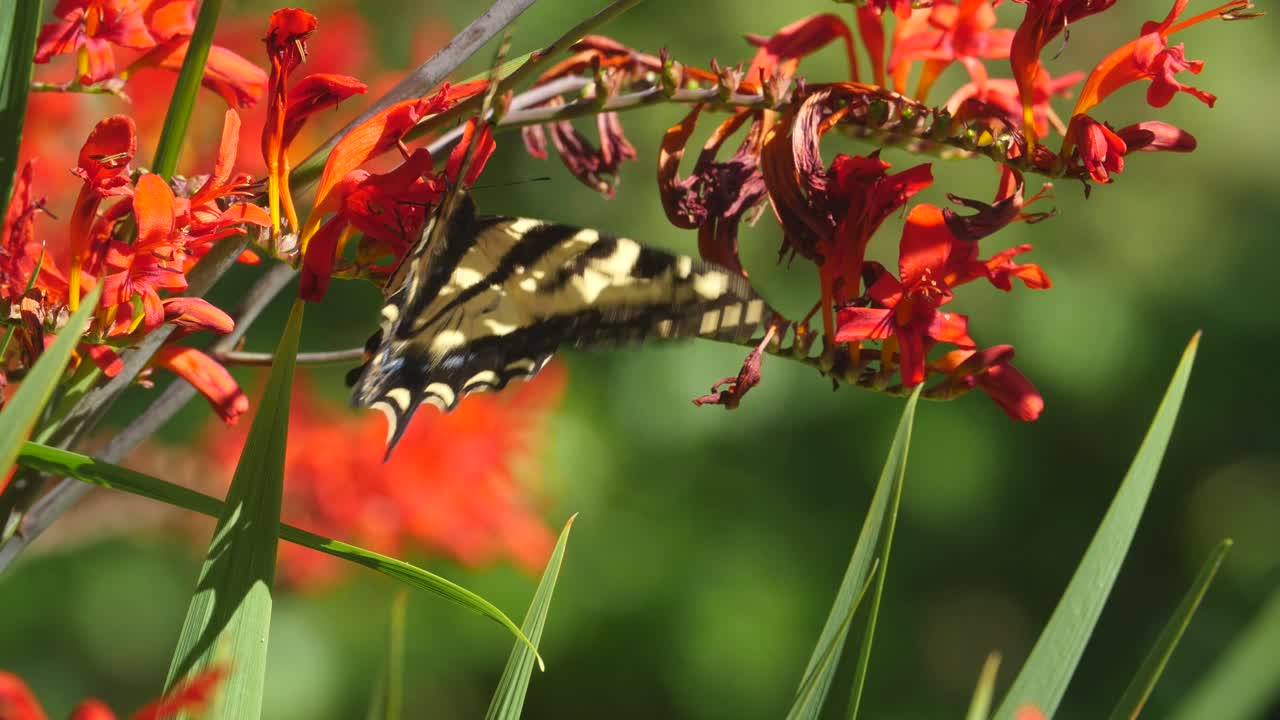 캐나다 브리티시 컬럼비아의 crocosmia masoniorum 꽃에 쉬고 있는 서부 호랑이 페타 나비