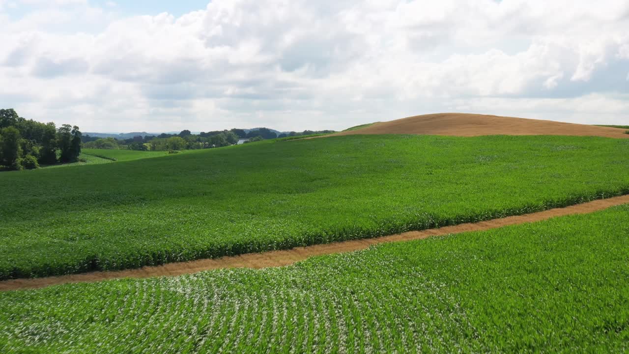 Fast aerial flight soaring over wheat and corn fields