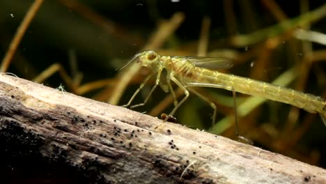 Danselfly-Nymphe-Liegt-Auf-Der-Lauer