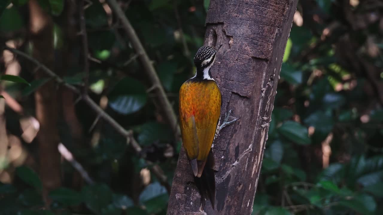 picando la corteza cerca del agujero donde hay larvas para comer, flameback dinopium javanense común, hembra, tailandia