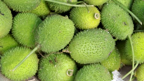 fresh-organic-spiny-gourd-from-farm-close-up-from-different-angle