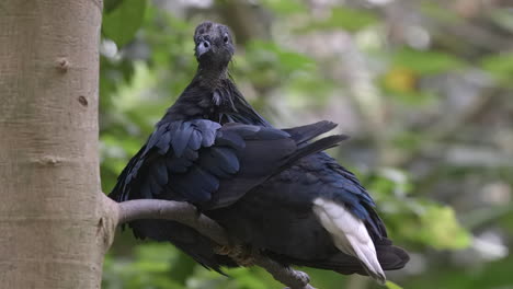 Nicobar-pgieon-grooming-it-on-tree-branch