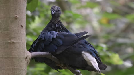 nicobar pgieon acicalándolo en la rama de un árbol