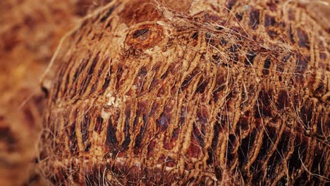 closeup of a yam