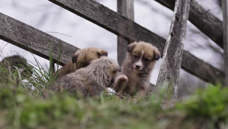 playful puppies behind a wooden fence