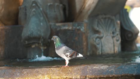 close up zoom of pigeon walking funny over a fountain in slow motion in antigua guatemala