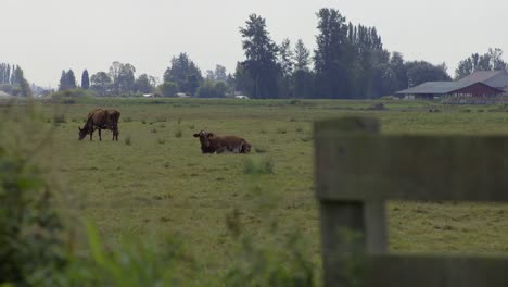 cows in the pasture on skagit valley farm