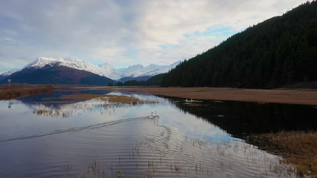 cisnes nadando en un estanque pacífico en alaska, con hermosas montañas en el fondo