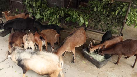 goats eating hay in a pen