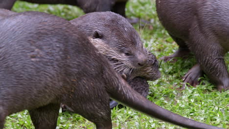black smooth coated otter adults picking up their offspring with their mouths and bringing them to their holt - slow motion