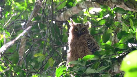 Die-Buffy-Fish-Owl-Ist-Eine-Große-Eule-Und-Doch-Die-Kleinste-Unter-Den-Vier-Fischeulen