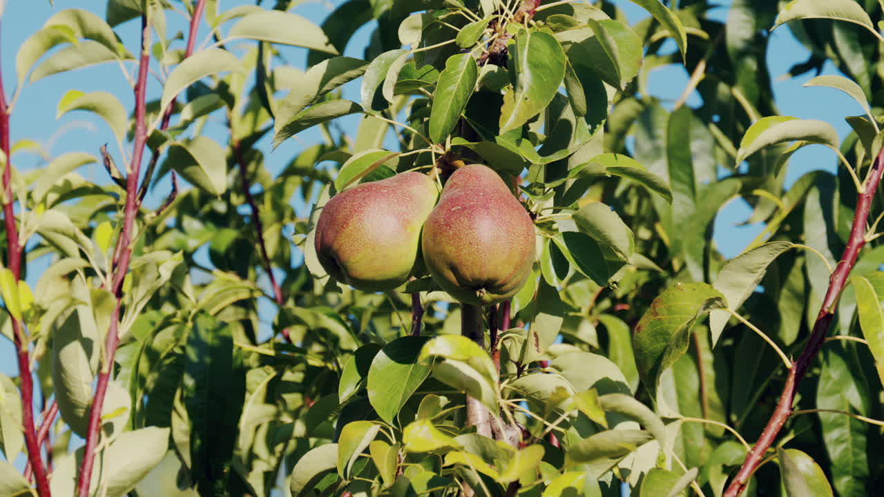 Close up of pears growing on a tree in sunlight