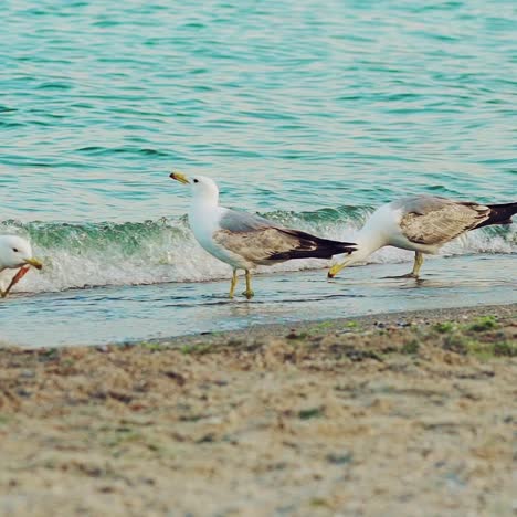 four adult seagulls are walking in the water along the seashore and drinking water in the summer. slow motion