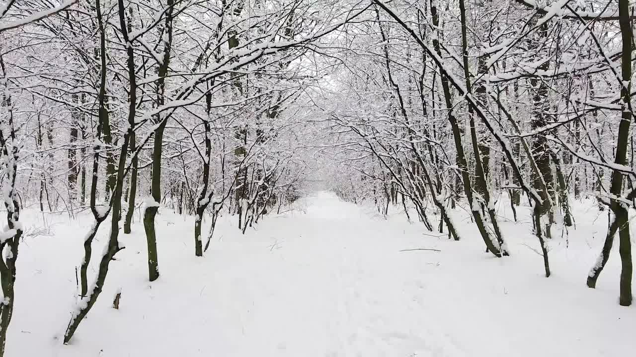눈 속의 겨울 숲