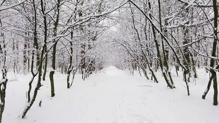 La foresta invernale nella neve