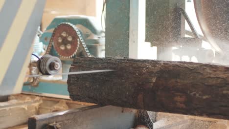 closeup of cut pine tree log on sawing machine at wood production factory. timber material processing and cutting at sawmill. manufacturing process at lumber mill. sawing woods on power machine