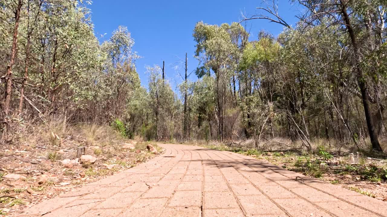 un paseo sereno por un sendero del bosque