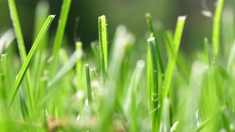 Hojas-De-ángulo-Bajo-De-Camiones-De-Hierba-A-La-Derecha---Fondo-Natural-De-Primer-Plano