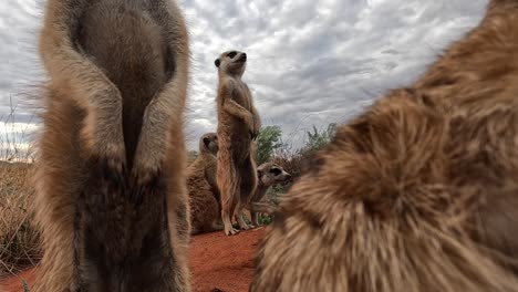 very close-up ground-level perspective of meerkats standing upright on their burrow in the southern kalahari