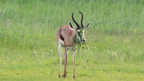 a springbok irritated by a plant hooked on its horns and covering its face, kgalagadi transfrontier park